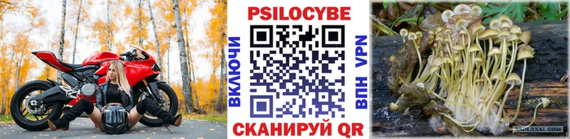 закладка  Рыбное  Псилоцибиновые грибы Psilocybe 